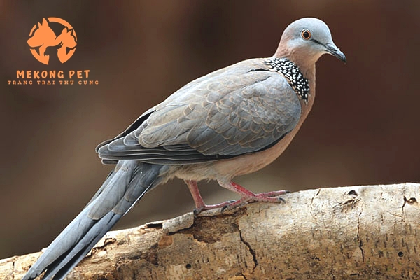 Mua Bán Chim Cu Gáy: Cẩm Nang Dành Cho Người Yêu Chim